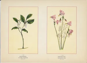 1894 Wild Flowers of America Print - Checkerberry & Shooting Star