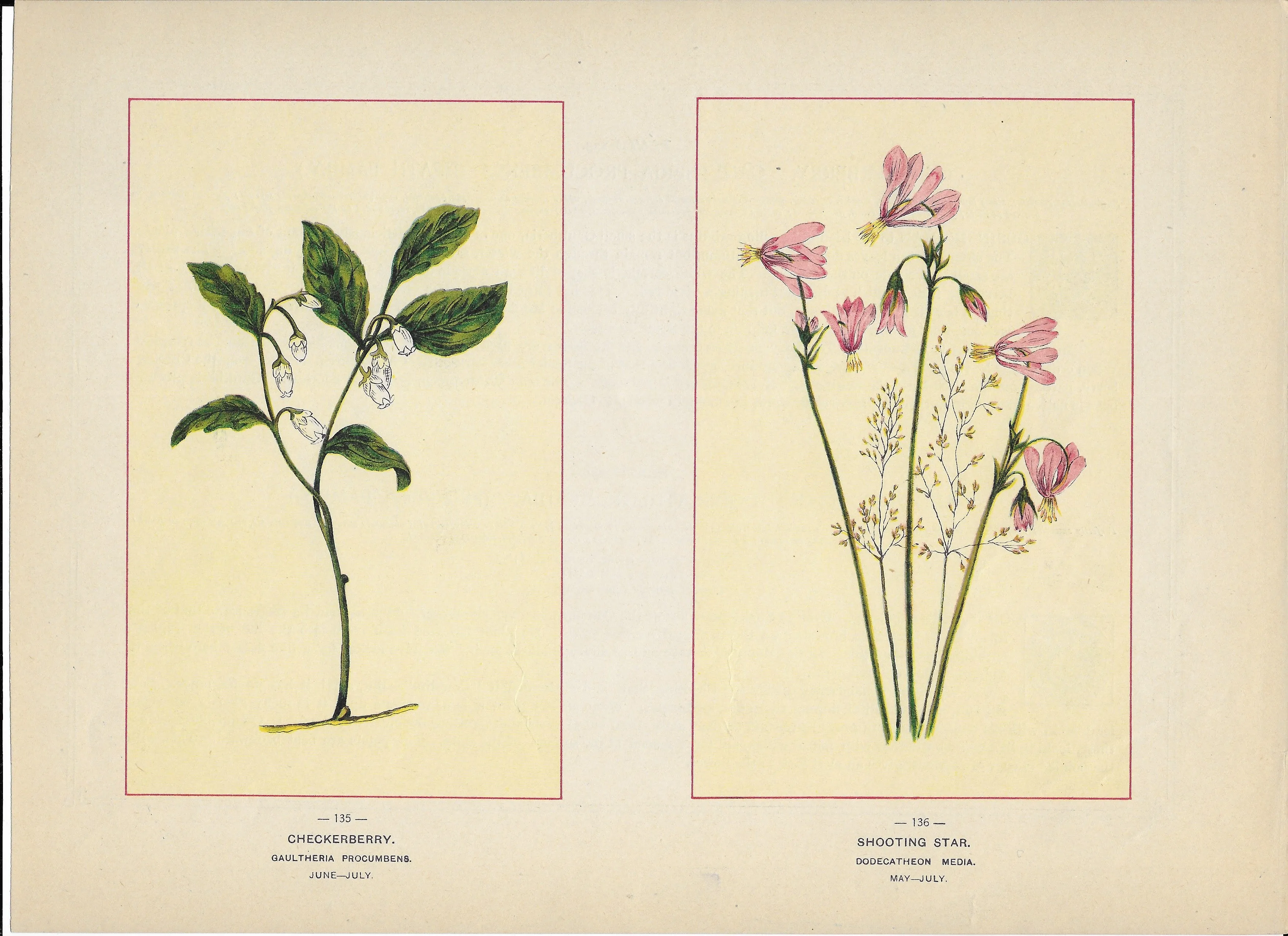 1894 Wild Flowers of America Print - Checkerberry & Shooting Star