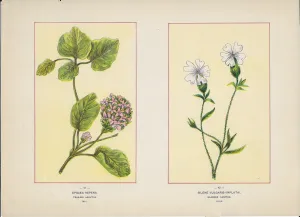 1894 Wild Flowers of America Print - Trailing Arbutus & Bladder Campion