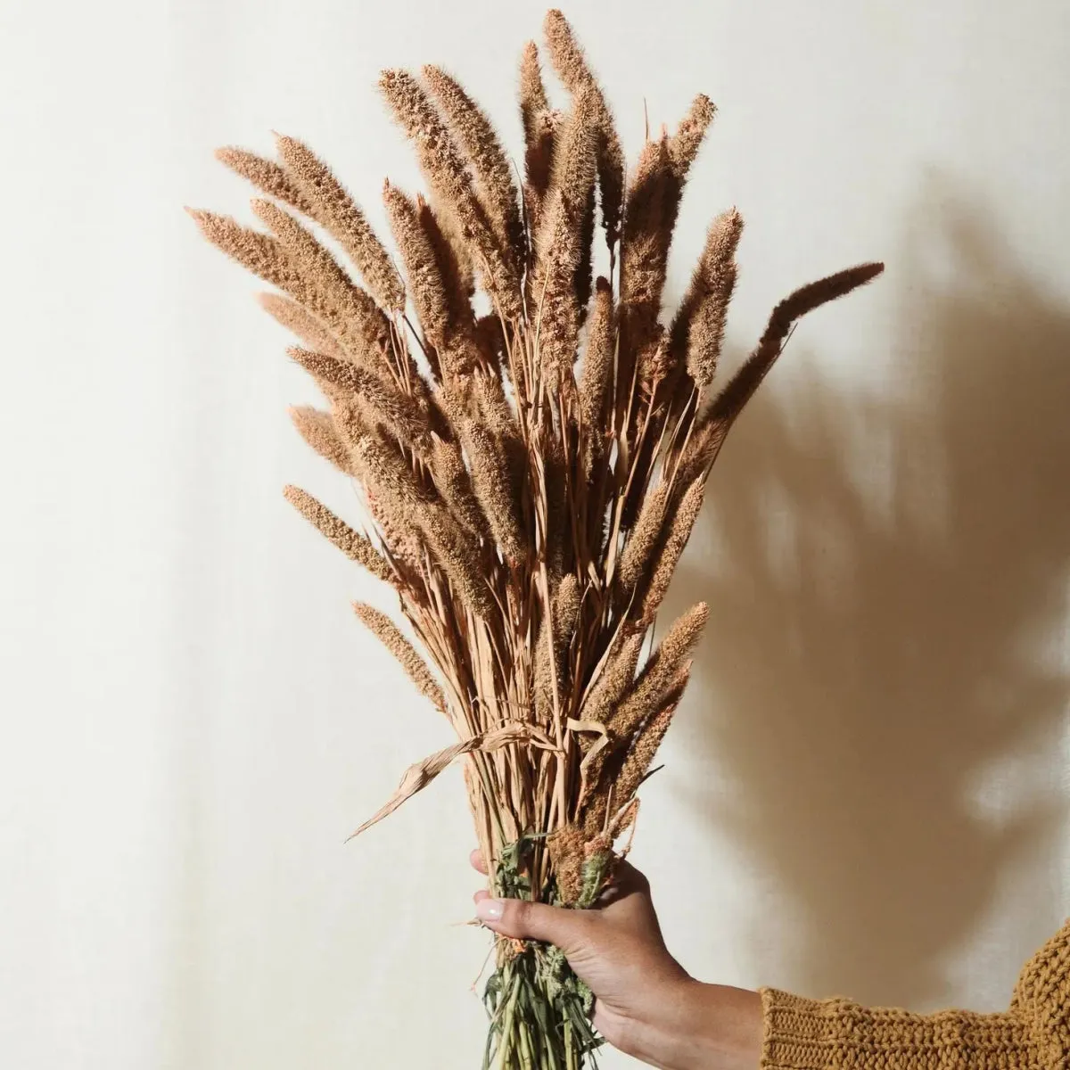 Dried Flower Bundle: Coral Setarea