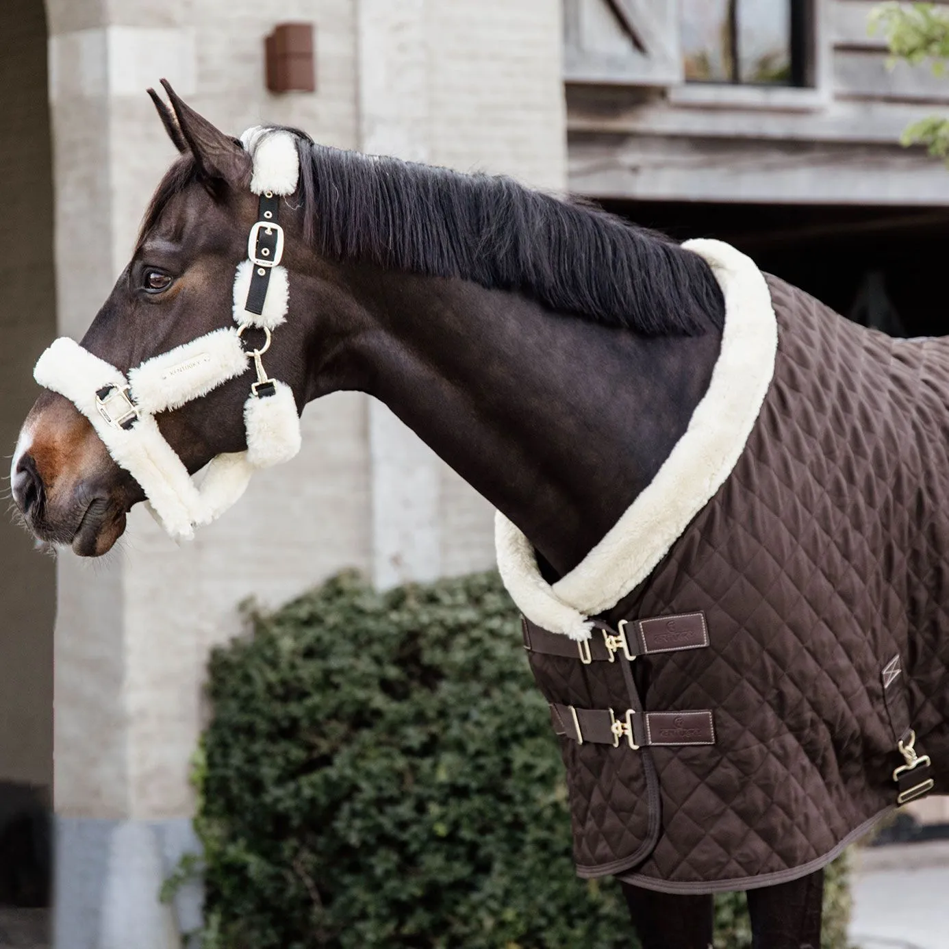 Kentucky Horsewear Show Rug - Brown