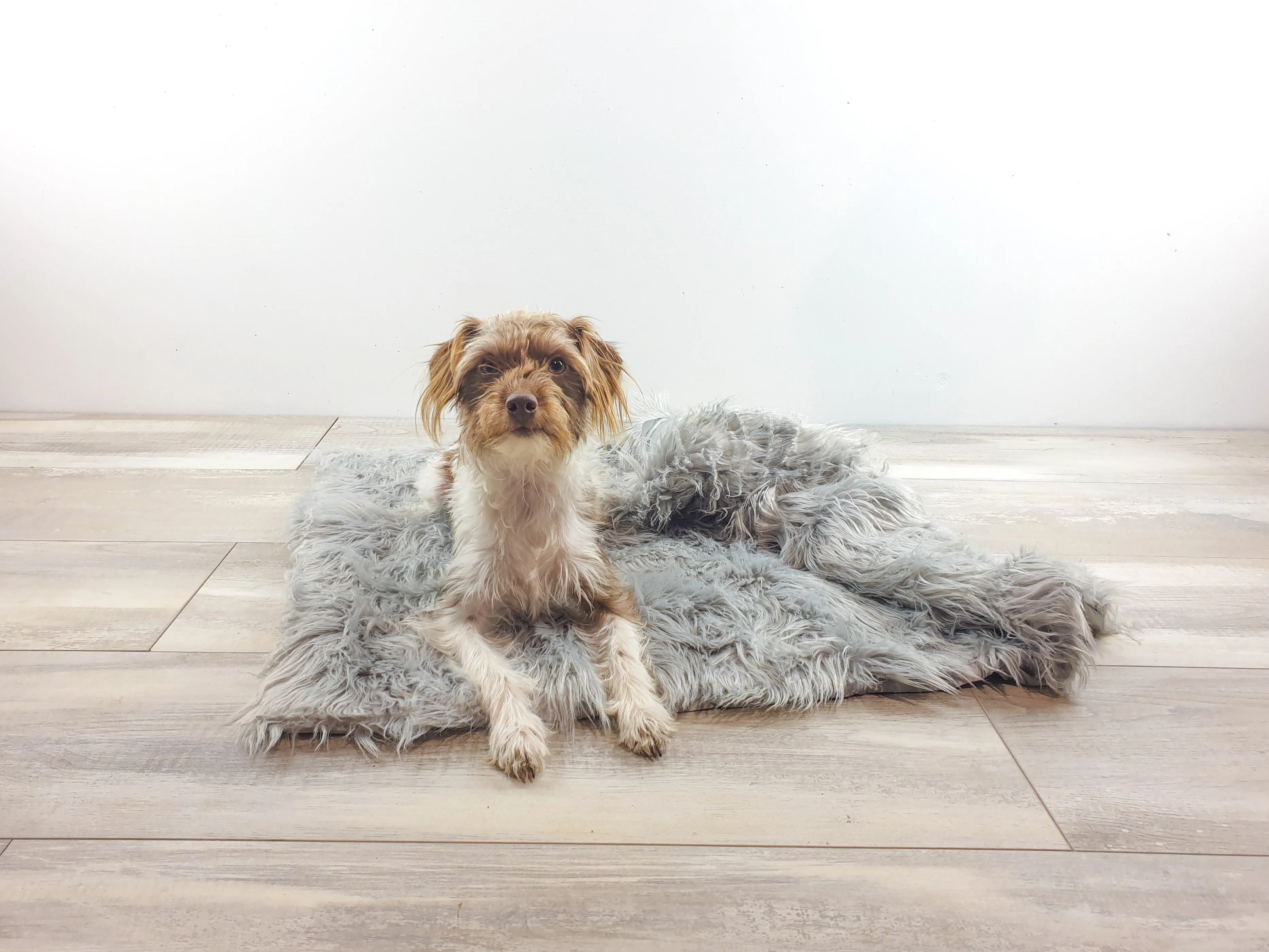 L'amour Faux Fur Dog Blanket - Polar Grey