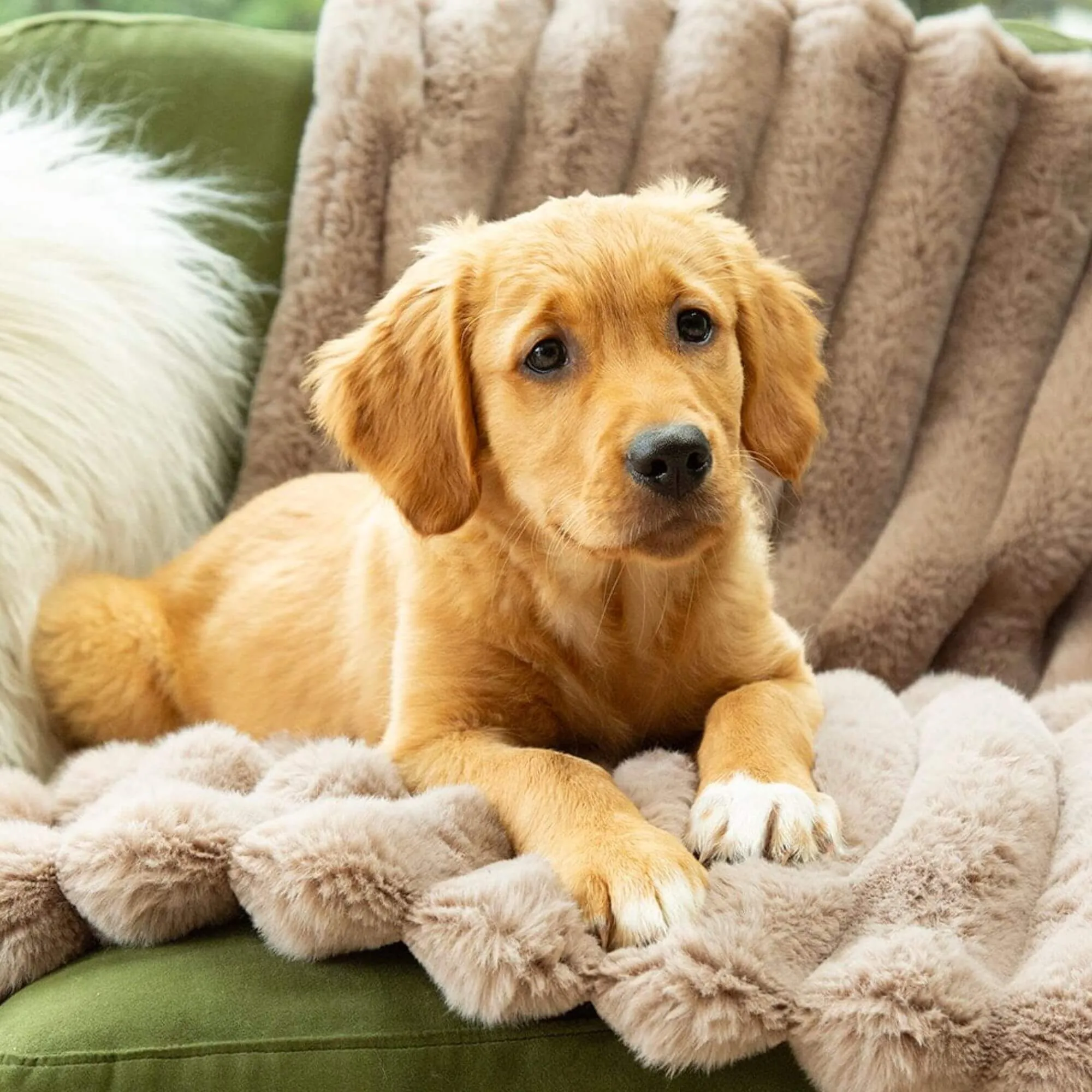 Scruffs Aspen Faux Fur Pet Blanket